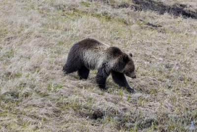 Grizzly Bear May 2025